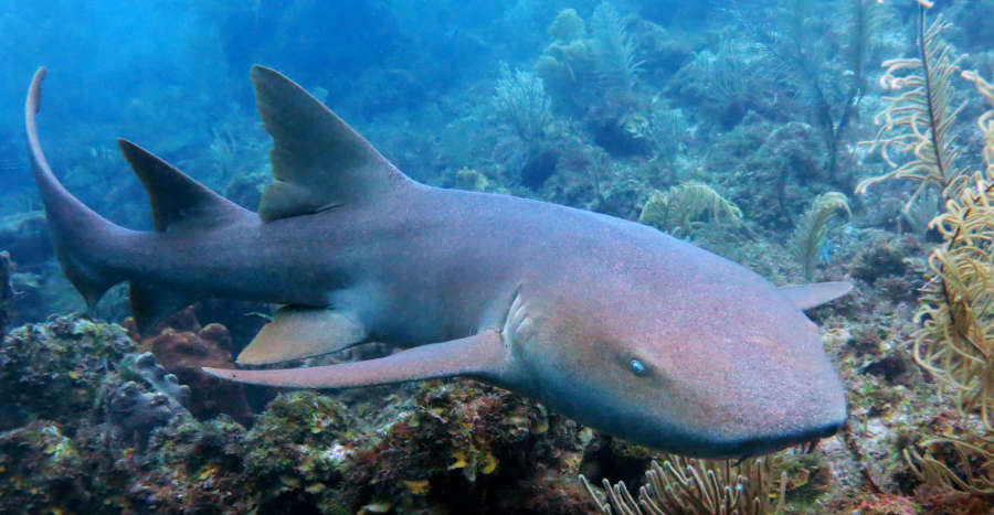 nurse-shark-facts-information-guide