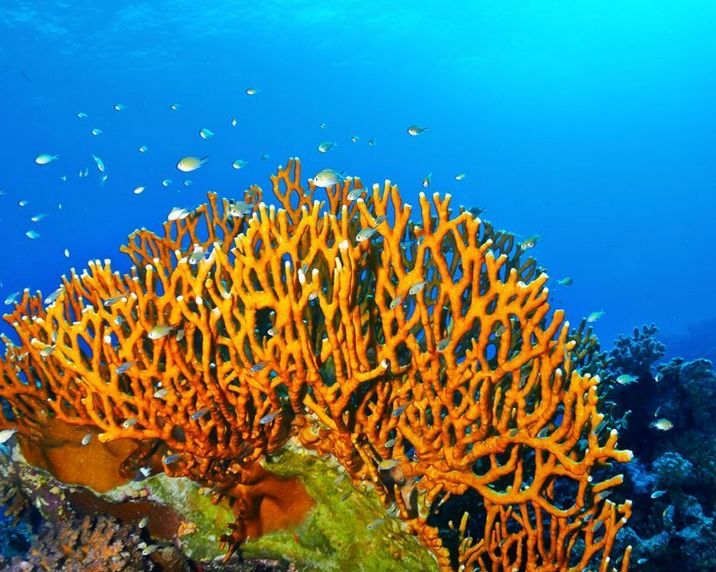 Corals – Daniel Sigman's Projects